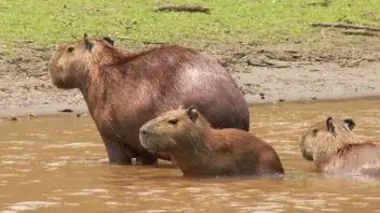 L'étang des Capybaras