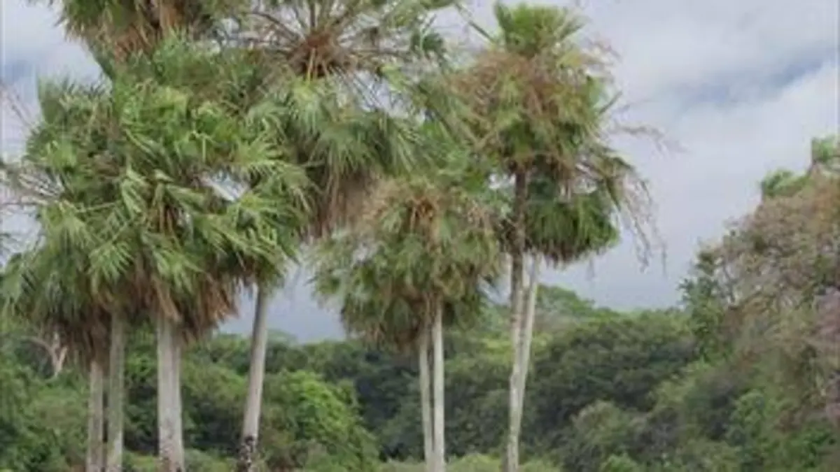 Brésil : Terre de Richesses