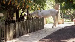 Brigitte Bardot, le serment fait aux animaux