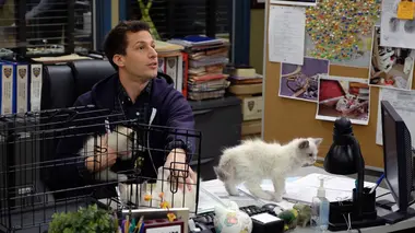 Les chatons de Terry