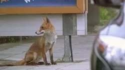 Visuel de Bruxelles sauvage, faune capitale