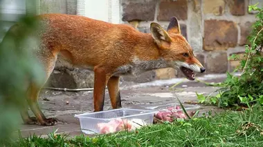 Bruxelles sauvage, faune capitale