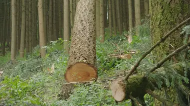 Bûcheron : un métier à hauts risques Chantiers périlleux