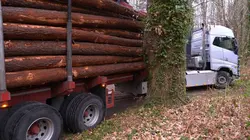 Bûcheron : un métier à hauts risques Sur l'eau, dans les airs et sur terre