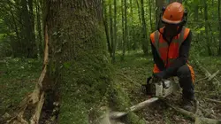 Bûcheron : un métier à hauts risques Bûcherons de haut vol