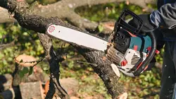 Bûcheron : un métier à hauts risques