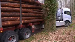 Bûcheron : un métier à hauts risques