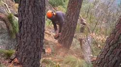 Bûcheron : un métier à hauts risques