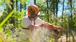 Bûcheron : un métier à hauts risques