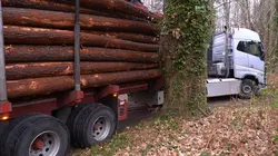 Bûcheron : un métier à hauts risques