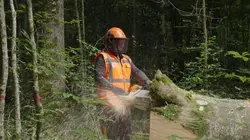 Bûcheron : un métier à hauts risques