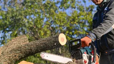 Bûcheron : un métier à hauts risques Apprentis bûcherons : le grand test