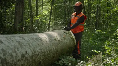 Bûcheron : un métier à hauts risques Exploitants en danger