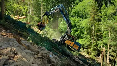 Bûcheron : un métier à hauts risques Forêts en péril