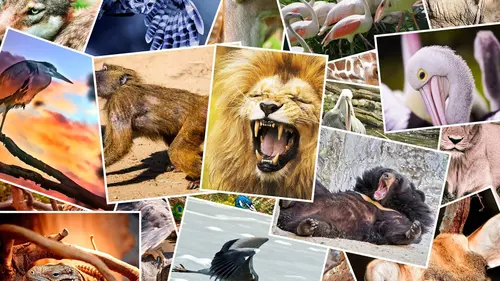 Buffles et lions, éternels ennemis