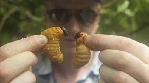 Bugs