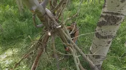 Bushcraft Masters Prendre de la hauteur