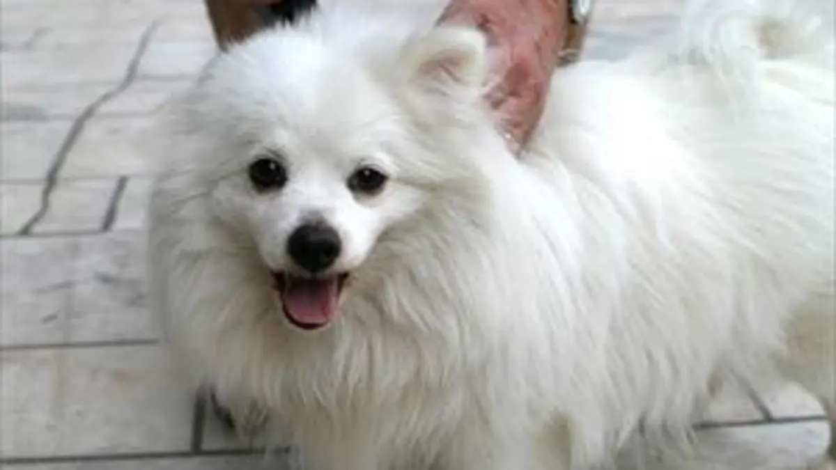 Business des animaux