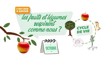 Les fruits et légumes respirent comme nous ?