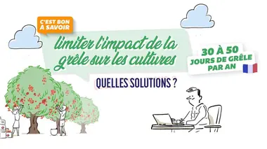 Limiter l'impact de la grêle sur les cultures, quelles sont les solutions ?