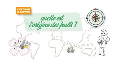 Quelle est l'origine des fruits ?