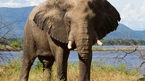 C'est bungallucinant ! E08 Qui est le plus bruyant ?