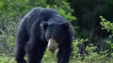 Qui est la meilleure nounou ?