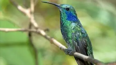 Qui est le plus rapide ?