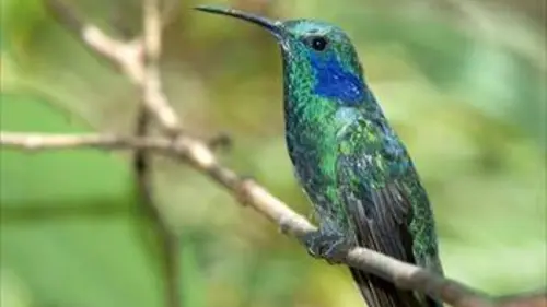 C'est bungallucinant ! E01 Qui est le plus rapide ?