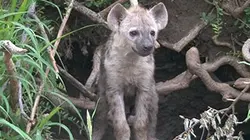 C'est Noël dans la savane