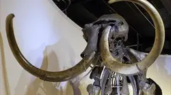 C'est pas sorcier Les mammouths : la parole est à la défense