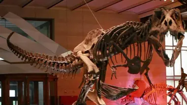 C'est pas sorcier Des dinosaures sous nos pieds