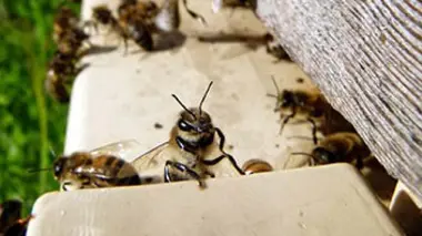C'est pas sorcier Le déclin des abeilles