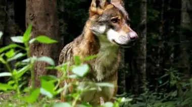 C'est pas sorcier Le grand retour du loup