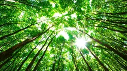 C'est plus qu'un jardin S'inspirer des autres