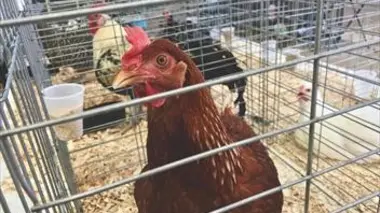 Beaucroissant, la plus vieille foire aux bestiaux de France
