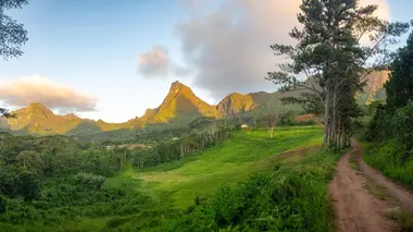 La majesté des arbres