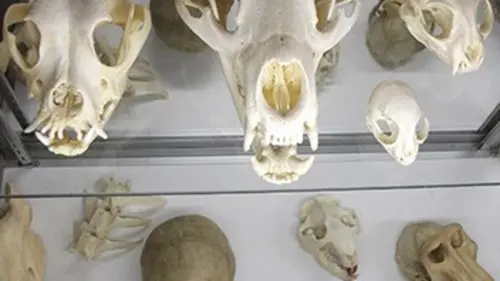 Cabinets de curiosités S04E23 Crâne d'éléphant