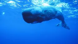 Visuel de Cachalot contre calamar géant