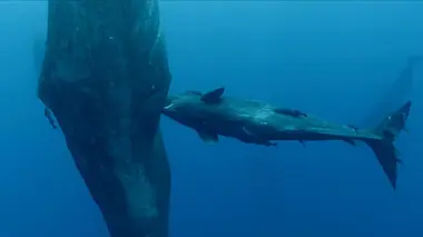 Cachalots, une histoire de famille