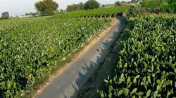 Cactus, l'or vert du Mexique