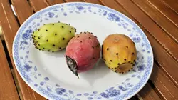 Cactus, l'or vert du Mexique