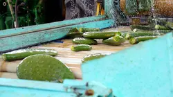 Cactus, l'or vert du Mexique