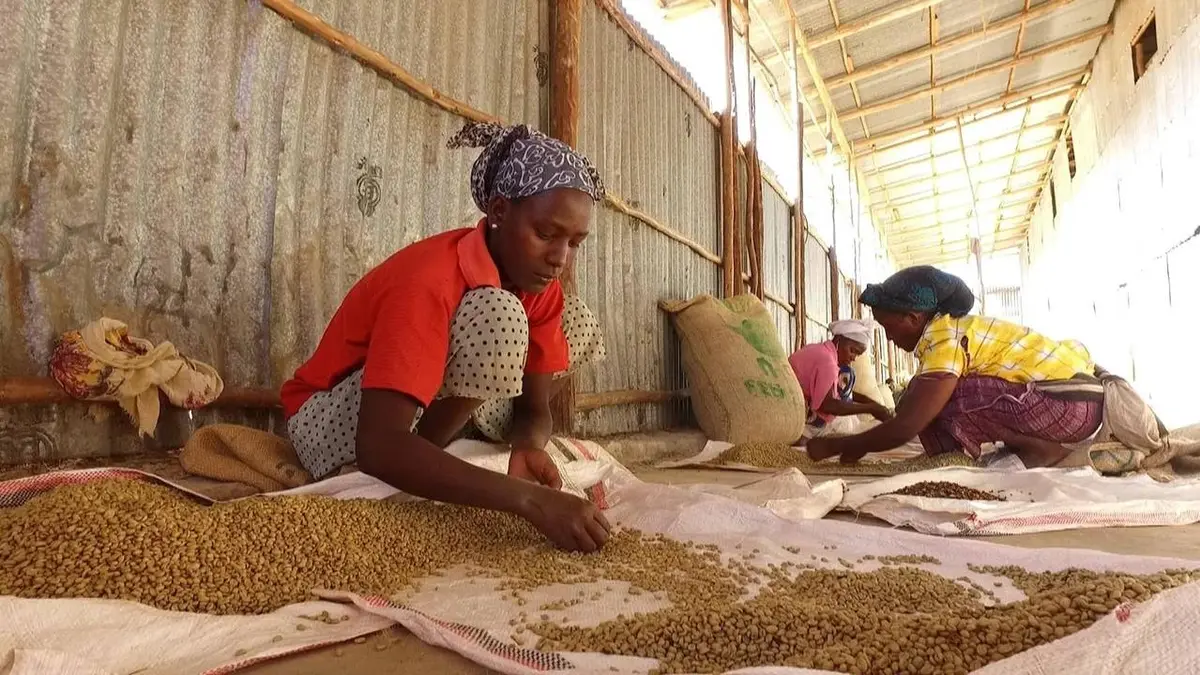 Café, le nouvel or noir ?