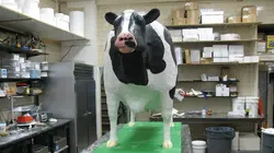 Cake Boss Feux de camp, ordinateurs et inquiétudes