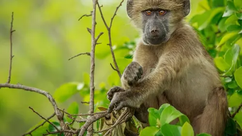 Casting Caméra à la patte
