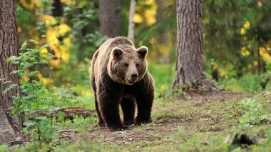 Ours bruns, raies et chiens de berger