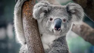 Australie