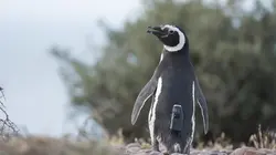 Caméra à la patte Suricates, chimpanzés et manchots