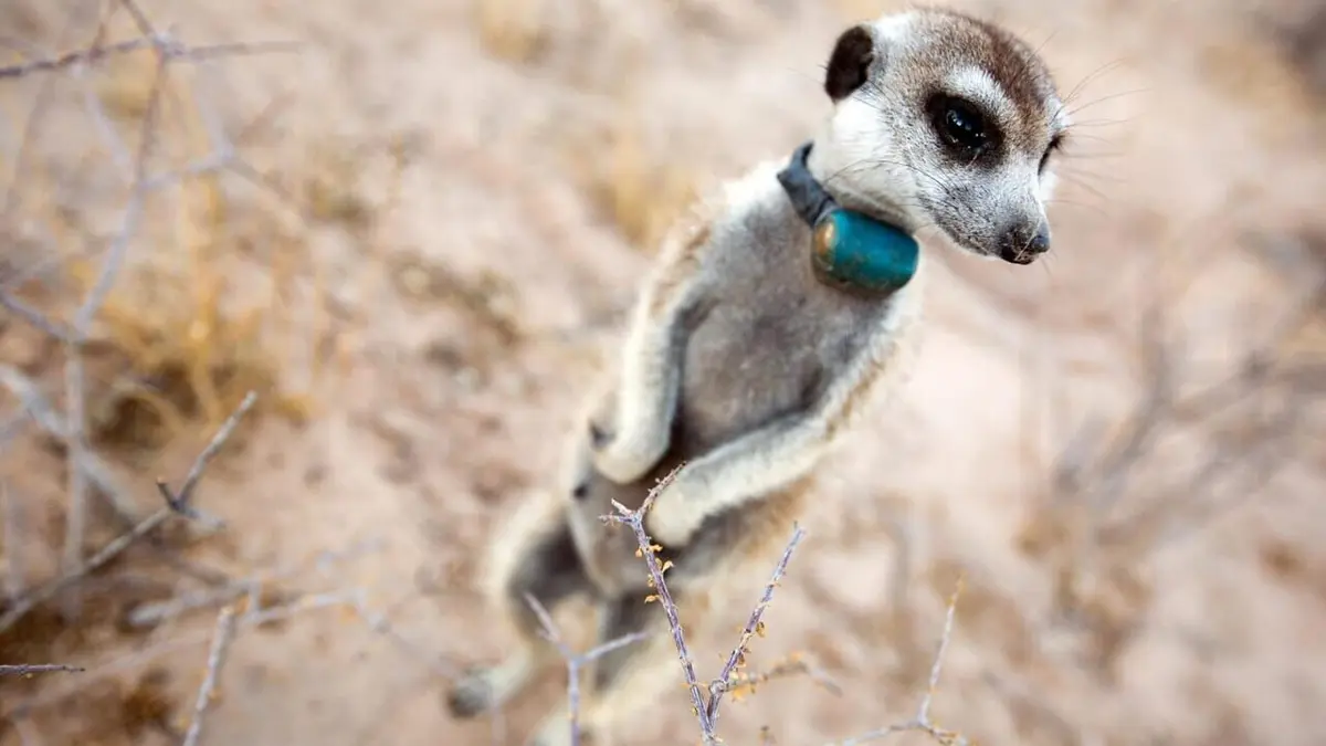 Caméra à la patte Suricates, chimpanzés et manchots